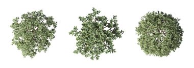 bush isolated on white background, 3D illustration, cg render