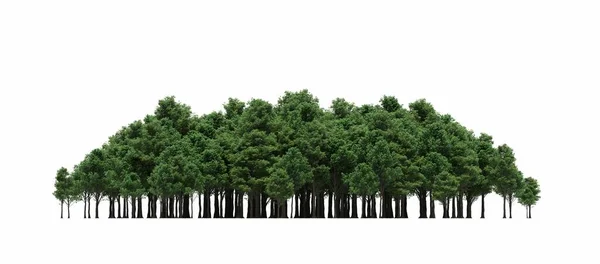 Group Trees Shadow Ground Isolated White Background Trees Forest Illustration — стоковое фото