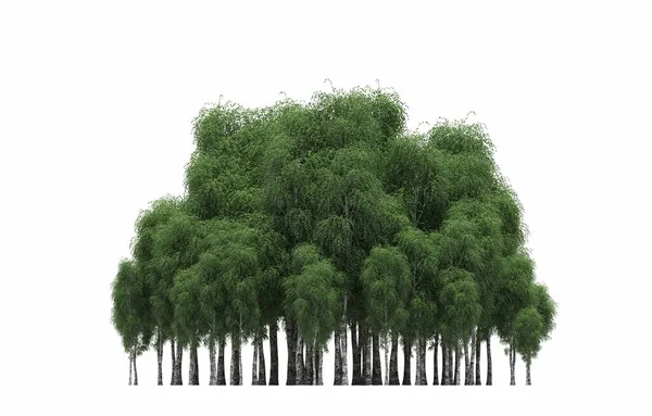 group of trees with a shadow on the ground, isolated on a white background, trees in the forest, 3D illustration