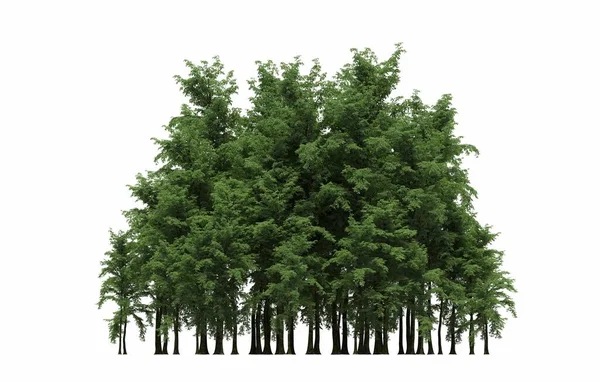 group of trees with a shadow on the ground, isolated on a white background, trees in the forest, 3D illustration