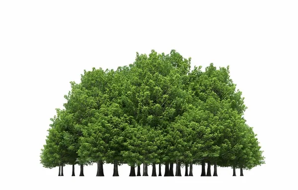 group of trees with a shadow on the ground, isolated on a white background, trees in the forest, 3D illustration