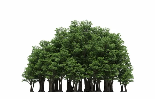 group of trees with a shadow on the ground, isolated on a white background, trees in the forest, 3D illustration