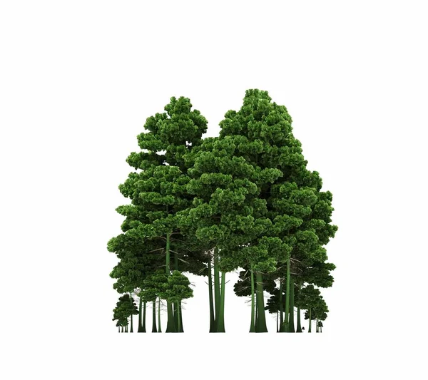 group of trees with a shadow on the ground, isolated on a white background, trees in the forest, 3D illustration