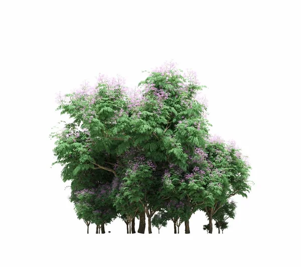 group of trees with a shadow on the ground, isolated on a white background, trees in the forest, 3D illustration