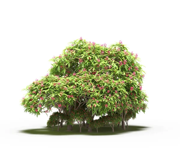 group of trees with a shadow on the ground, isolated on a white background, trees in the forest, 3D illustration