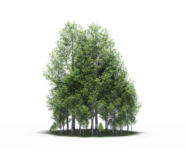 group of trees with a shadow on the ground, isolated on a white background, trees in the forest, 3D illustration