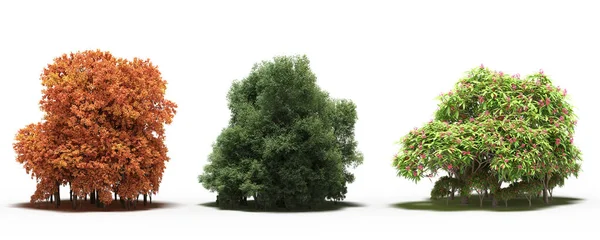 group of trees with a shadow on the ground, isolated on a white background, trees in the forest, 3D illustration