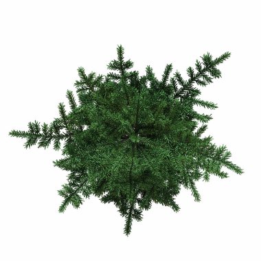 Beyaz arkaplanda izole edilmiş yeşil köknar ağacı