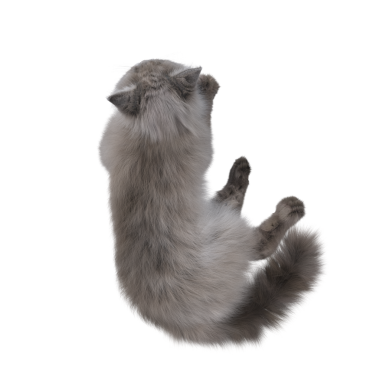 Beyaz arka planda izole edilmiş gri tüylü kedinin 3D görüntüsü.