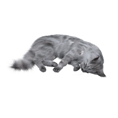 Beyaz arka planda izole edilmiş gri tüylü kedinin 3D görüntüsü.