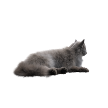 Beyaz arka planda izole edilmiş gri tüylü kedinin 3D görüntüsü.
