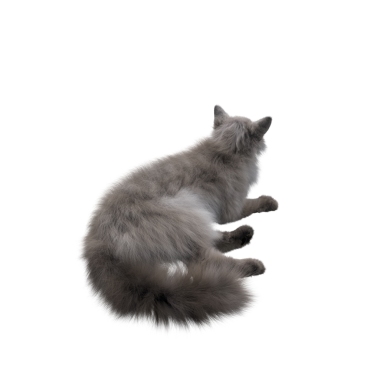 Beyaz arka planda izole edilmiş gri tüylü kedinin 3D görüntüsü.