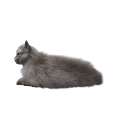 Beyaz arka planda izole edilmiş gri tüylü kedinin 3D görüntüsü.