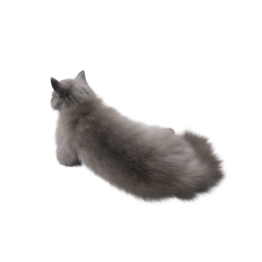 Beyaz arka planda izole edilmiş gri tüylü kedinin 3D görüntüsü.