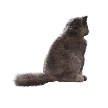 Beyaz arka planda izole edilmiş gri tüylü kedinin 3D görüntüsü.