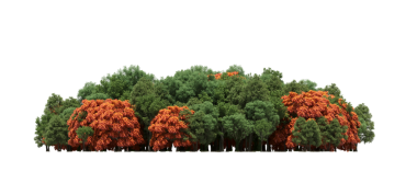 Beyaz arka planda izole edilmiş ağaçlar, ormandaki büyük ağaçlar, 3 boyutlu illüstrasyon, cg canlandırma