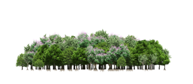 Beyaz arka planda izole edilmiş ağaçlar, ormandaki büyük ağaçlar, 3 boyutlu illüstrasyon, cg canlandırma