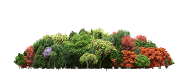 Beyaz arka planda izole edilmiş ağaçlar, ormandaki büyük ağaçlar, 3 boyutlu illüstrasyon, cg canlandırma