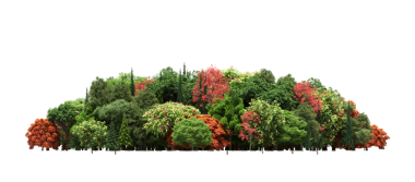 Beyaz arka planda izole edilmiş ağaçlar, ormandaki büyük ağaçlar, 3 boyutlu illüstrasyon, cg canlandırma