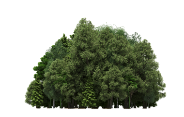 Beyaz arka planda izole edilmiş yeşil orman ağaçlarının 3D görüntüsü 