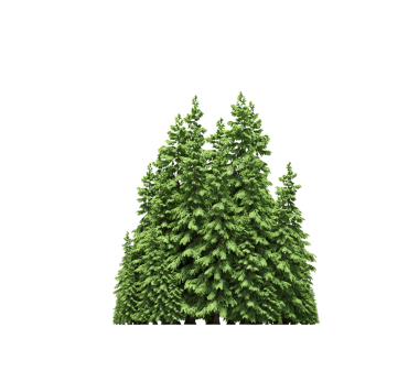 Orman çam ağaçlarının beyaz arkaplanda 3 boyutlu görüntülenmesi 