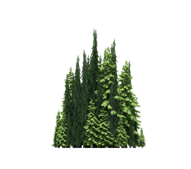 Orman çam ağaçlarının beyaz arkaplanda 3 boyutlu görüntülenmesi 