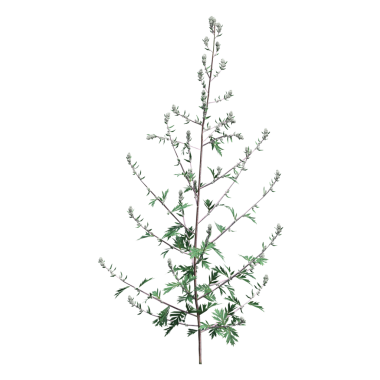 yaban otları, beyaz arkaplanda izole edilmiş, 3 boyutlu illüstrasyon, cg canlandırma