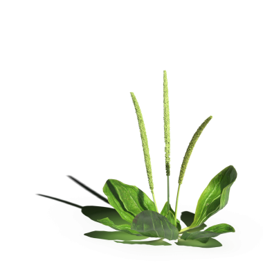 yaban otları, beyaz arkaplanda izole edilmiş, 3 boyutlu illüstrasyon, cg canlandırma