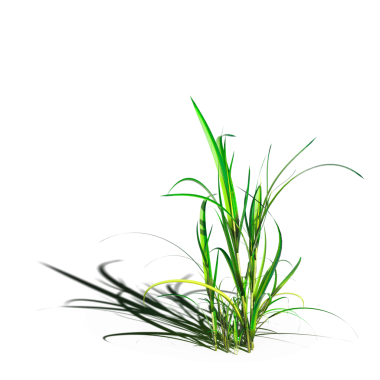 yaban otları, beyaz arkaplanda izole edilmiş, 3 boyutlu illüstrasyon, cg canlandırma