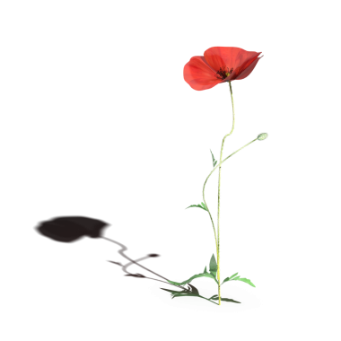 yaban otları, beyaz arkaplanda izole edilmiş, 3 boyutlu illüstrasyon, cg canlandırma