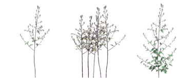 yaban otları, beyaz arkaplanda izole edilmiş, 3 boyutlu illüstrasyon, cg canlandırma