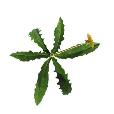 yaban otları, beyaz arkaplanda izole edilmiş, 3 boyutlu illüstrasyon, cg canlandırma