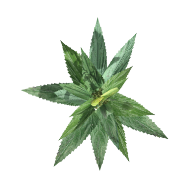 yaban otları, beyaz arkaplanda izole edilmiş, 3 boyutlu illüstrasyon, cg canlandırma