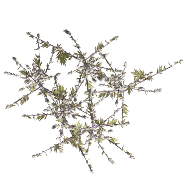 yaban otları, beyaz arkaplanda izole edilmiş, 3 boyutlu illüstrasyon, cg canlandırma