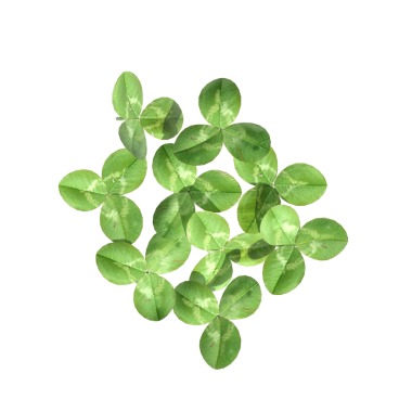 yaban otları, beyaz arkaplanda izole edilmiş, 3 boyutlu illüstrasyon, cg canlandırma