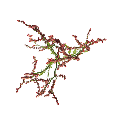 yaban otları, beyaz arkaplanda izole edilmiş, 3 boyutlu illüstrasyon, cg canlandırma