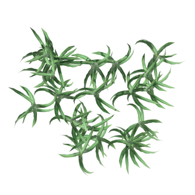 yaban otları, beyaz arkaplanda izole edilmiş, 3 boyutlu illüstrasyon, cg canlandırma