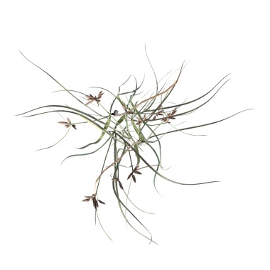 yaban otları, beyaz arkaplanda izole edilmiş, 3 boyutlu illüstrasyon, cg canlandırma