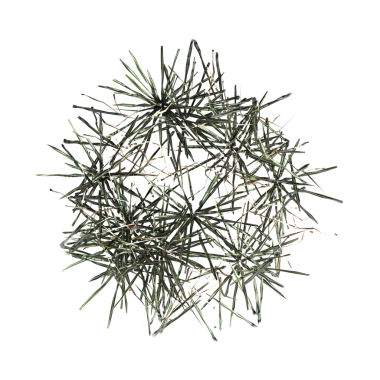 yaban otları, beyaz arkaplanda izole edilmiş, 3 boyutlu illüstrasyon, cg canlandırma