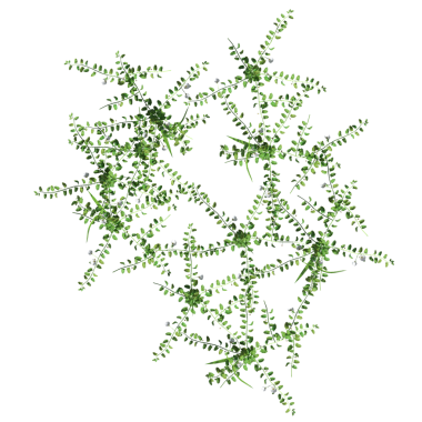 yaban otları, beyaz arkaplanda izole edilmiş, 3 boyutlu illüstrasyon, cg canlandırma