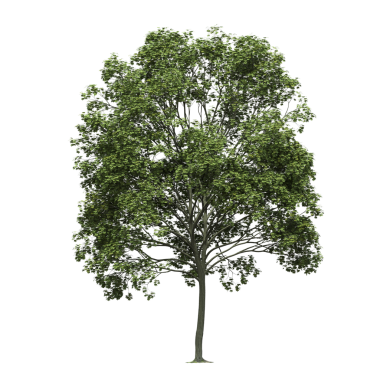 Beyaz arkaplanda izole edilmiş yeşil ağaç, üç boyutlu resimleme