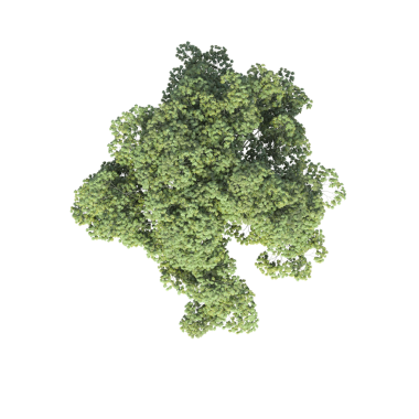 Beyaz arkaplanda izole edilmiş yeşil ağaç, üç boyutlu resimleme