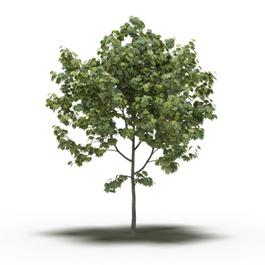 Beyaz arkaplanda izole edilmiş yeşil ağaç, üç boyutlu resimleme