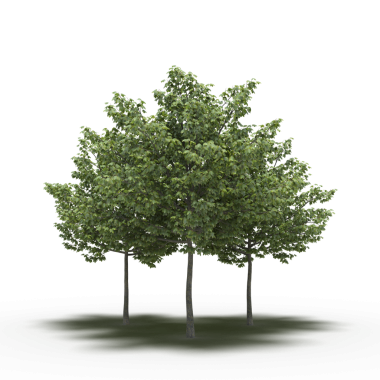 Yeşil ağaçlar, gerçekçi 3D görüntüleme beyaz arkaplan üzerinde izole