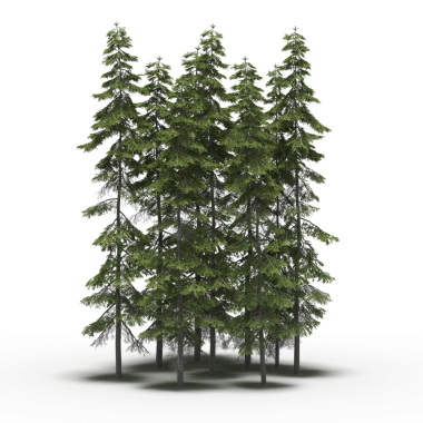 Firavun ağaçları üst görünüm, gerçekçi 3D görüntüleme beyaz arkaplan izole