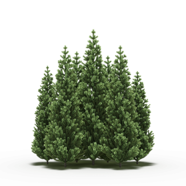 Firavun ağaçları üst görünüm, gerçekçi 3D görüntüleme beyaz arkaplan izole