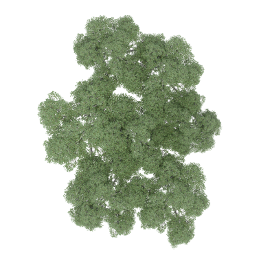 Beyaz arkaplanda izole edilmiş yeşil ağaç, üç boyutlu resimleme