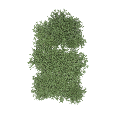 Yeşil ağaçlar üst görünüm, gerçekçi 3D görüntüleme beyaz arkaplan üzerinde izole
