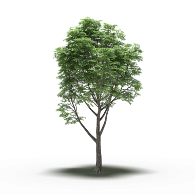 Beyaz arkaplanda izole edilmiş yeşil ağaç, üç boyutlu resimleme