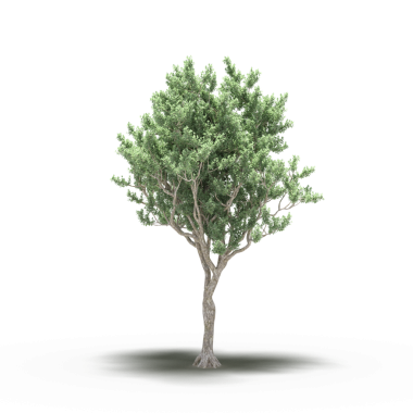 Beyaz arkaplanda izole edilmiş yeşil ağaç, üç boyutlu resimleme